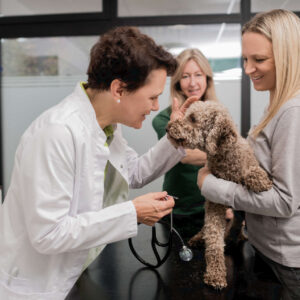 Frau Gürtler Untersucht Einen Beigen Labradoodle Während Die Besitzerin Diesen Festhält