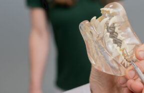 Nahaufnahme Transparentes Tiergebiss Und Zahnbesteck In Der Hand, Im Hintergrund Verschwommen Eine Tierarzthelferin