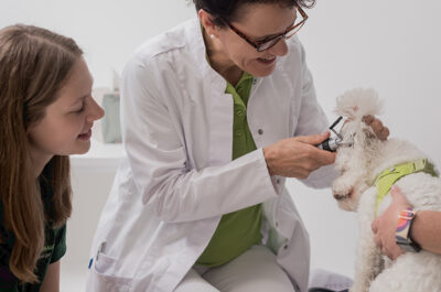 Dr. Anette Gürtler Untersucht Weissen Hund Am Ohr, Eine Tierarzthelferin Assistiert