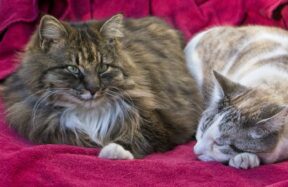 2 Katzen Liegen Nebeneinander Auf Pinker Decke.