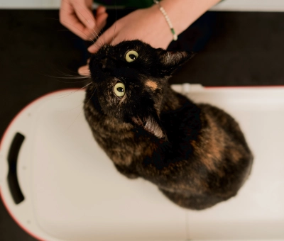 Schwarze Katze bei der Untersuchung